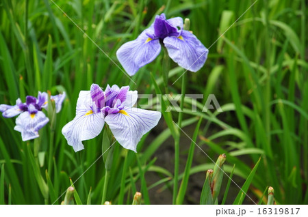 花菖蒲 花菖蒲 16319817