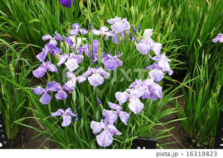 花菖蒲 花菖蒲 16319823