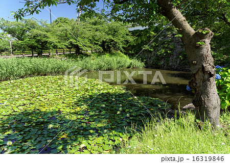 福岡城お堀と睡蓮 福岡城お堀と睡蓮 16319846