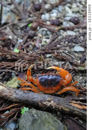 サワガニ サワガニ 16319909