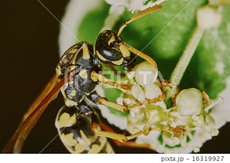 Wasp on a flowering tree 16319927