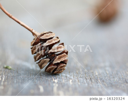 メタセコイアの実 16320324