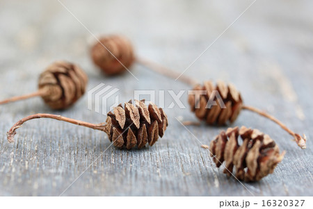 メタせコイアの実 16320327