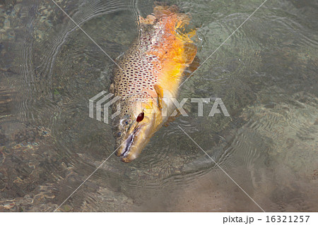 ルアーにヒットしたブラウントラウト 16321257