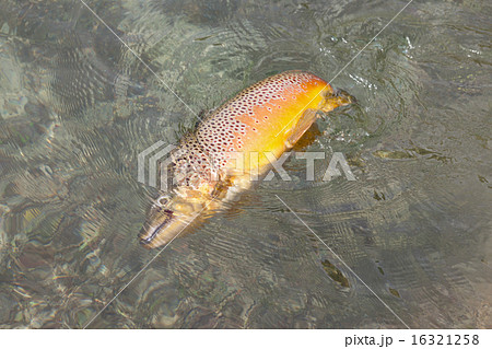 ルアーにヒットしたブラウントラウト 16321258