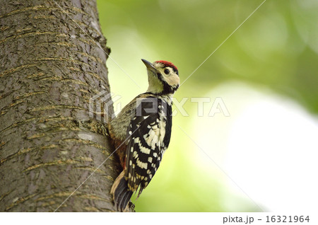 アカゲラの幼鳥 16321964