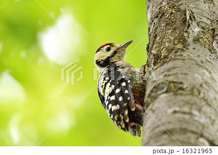 アカゲラの幼鳥 アカゲラの幼鳥 16321965