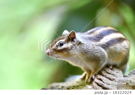 エゾシマリス 16322024