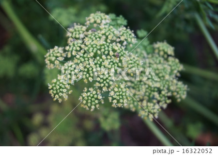 パセリ 花の写真素材