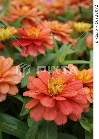 ジニアプロフュージョン 16322072