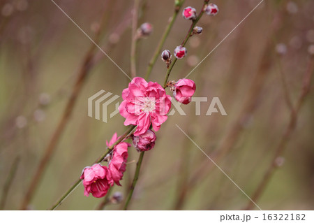 plum-blossoms 16322182