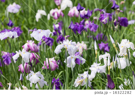 ハナショウブ 16322282