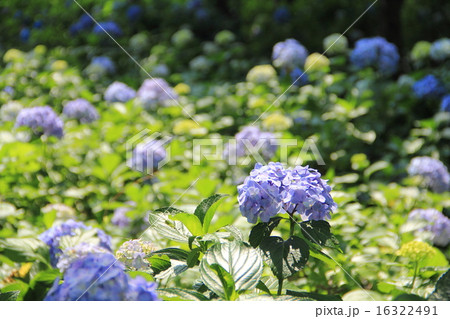 アジサイの花畑　(群馬県前橋市の荻窪公園） 16322491