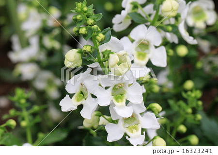 白いアンゲロニア エンジェルフェイスの花の写真素材