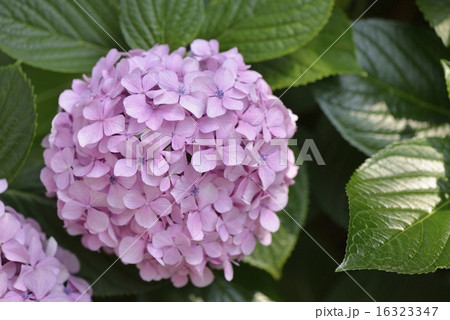 あじさい 16323347