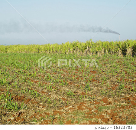 sugar cane field, Rene Fraga sugar factory, Cuba sugar cane field, Rene Fraga sugar factory, Cuba 16323702