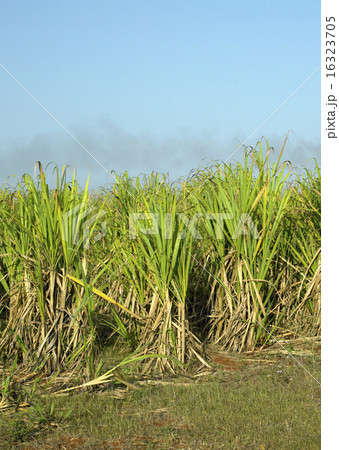 sugar cane field, Rene Fraga, Cuba sugar cane field, Rene Fraga, Cuba 16323705