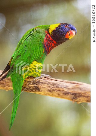 Beautiful Chattering Lory Lorius on a branch 16323722