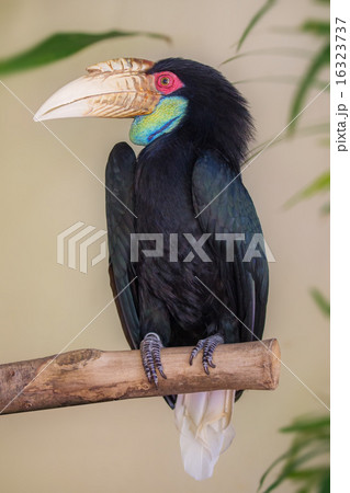 Close up of Great hornbill bird 16323737