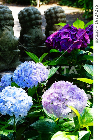 紫陽花と狛犬 16324235