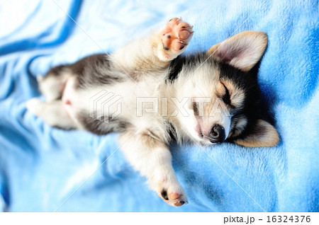 寝ている子犬 寝ている子犬 16324376