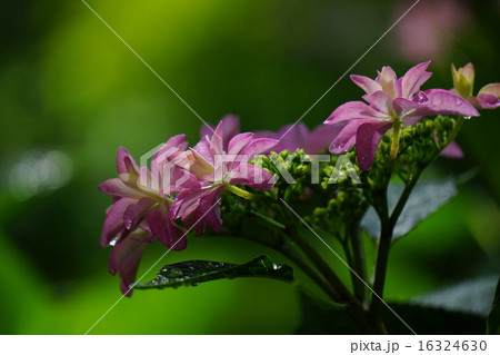 紫陽花の花 紫陽花の花 16324630