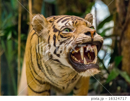 Tiger Roaring Tiger Roaring 16324717