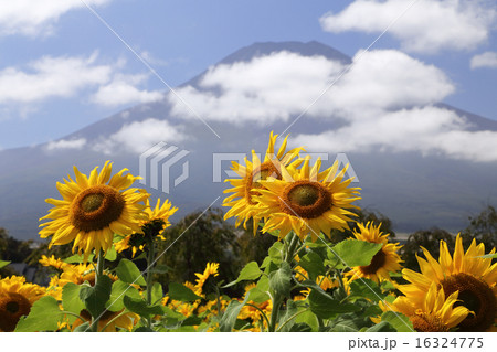 富士山とひまわり 富士山とひまわり 16324775