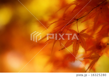 もみじの紅葉 16325280