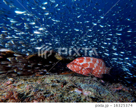 アザハタの根 16325374