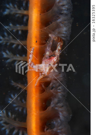 ウミエラに住むウミエラカニダマシ 16325395