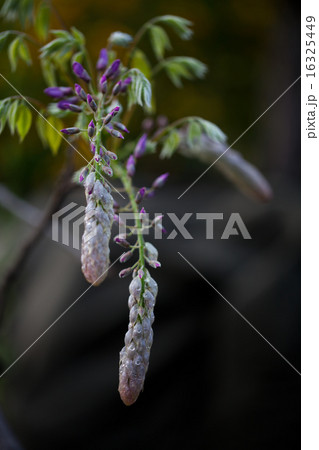 wisteria wisteria 16325449