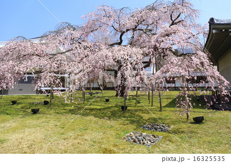 京都　春の醍醐寺　霊宝館の枝垂れ桜 16325535