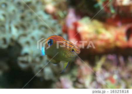 鮮やかなスズメダイの仲間 16325818