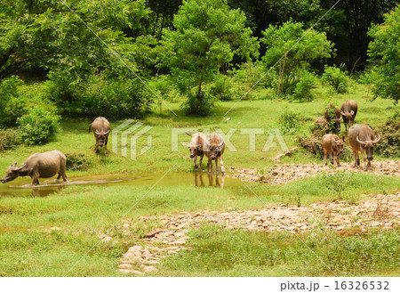 Herd of cows in china countryside 16326532