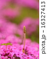 芝桜とつくし 芝桜とつくし 16327413