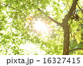 木漏れ日 木漏れ日 16327415