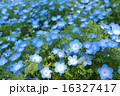 ネモフィラ畑 ネモフィラ畑 16327417
