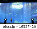 水族館 水槽に見入る少女 水族館 水槽に見入る少女 16327420