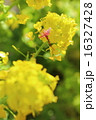 春の終わり 菜の花と桜 春の終わり 菜の花と桜 16327428
