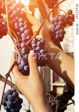 Woman's hands are taking down bunch of grapes Woman's hands are taking down bunch of grapes 16328438