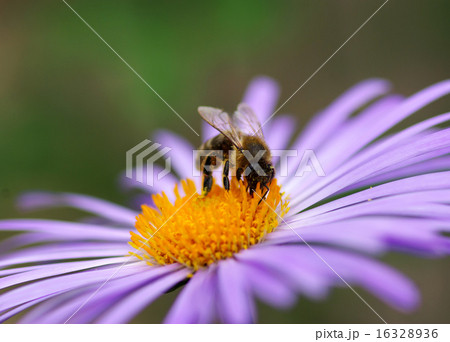 flower and bee 16328936