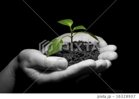 plant in hands plant in hands 16328937