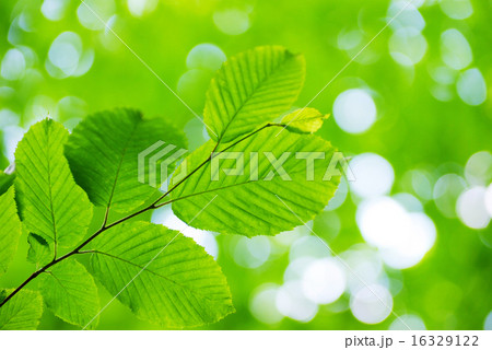 green leaves 16329122