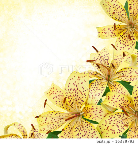 yellow tiger lily flowers  - border design 16329792