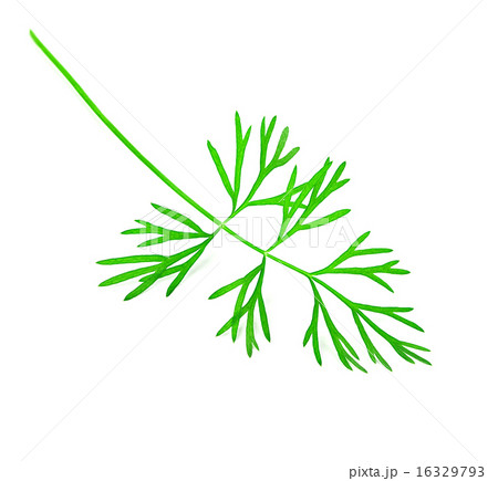 dill isolated on white background 16329793
