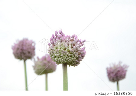 ジャンボニンニクの花の写真素材