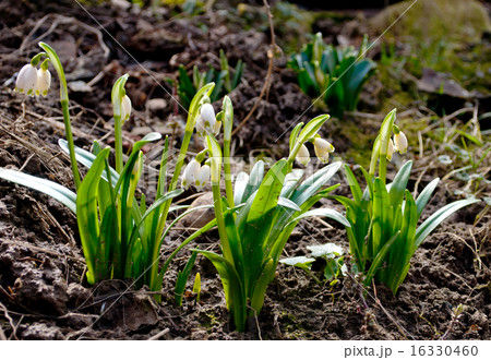 snowdrops 16330460