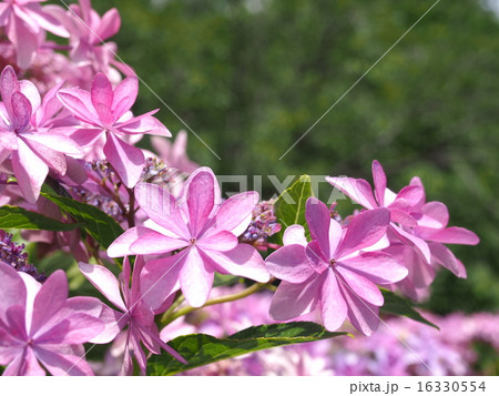 紫陽花－ダンスパーティー 16330554