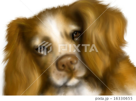 brittany spaniel brittany spaniel 16330655